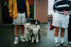 dogs1.jpg (29886 bytes)